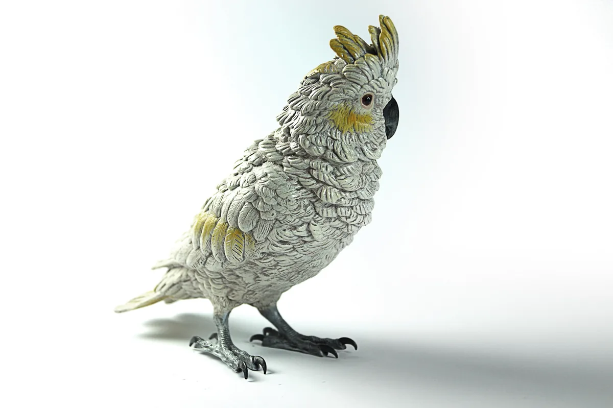 Cockatoo