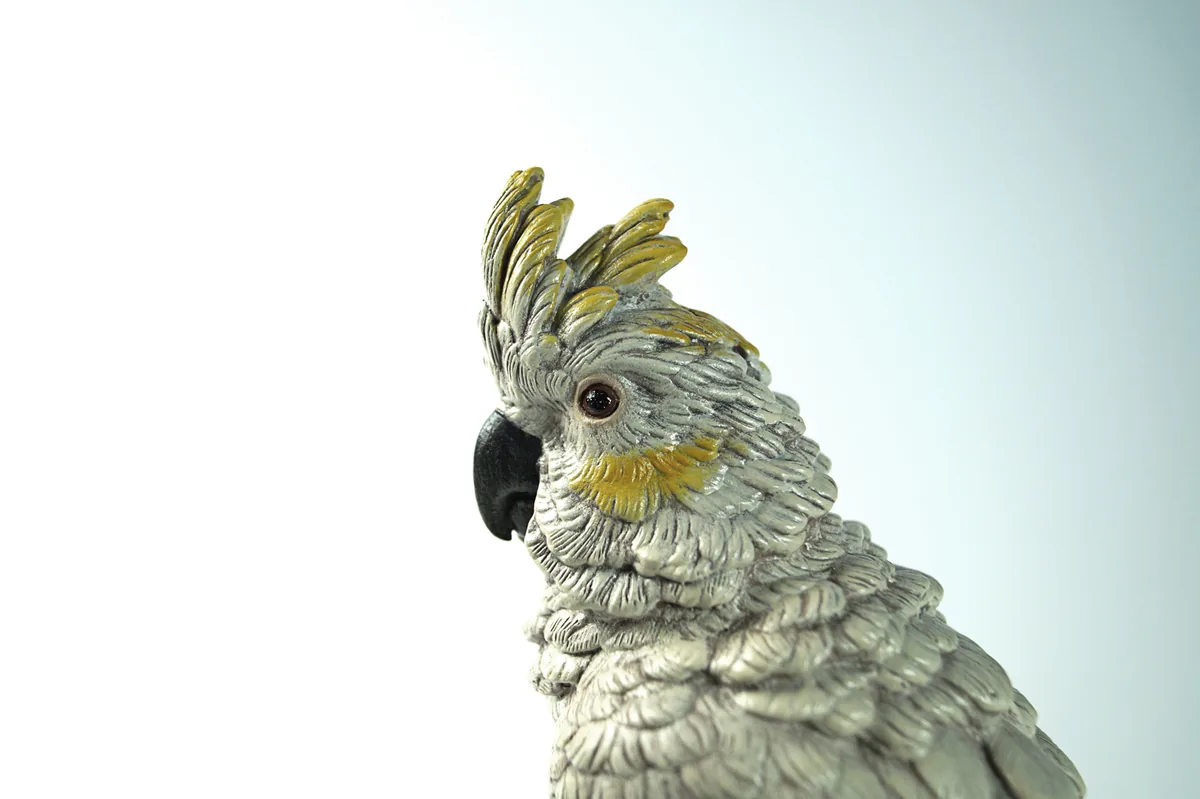 Cockatoo