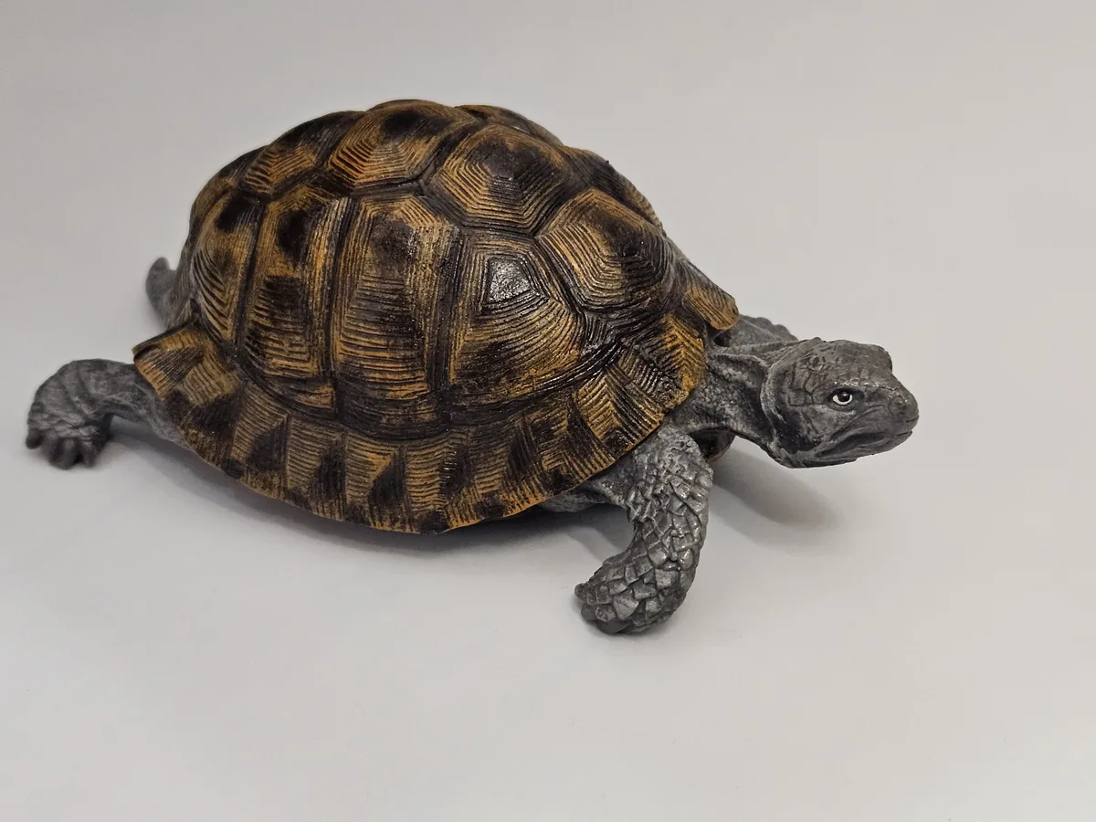 Large Turtle