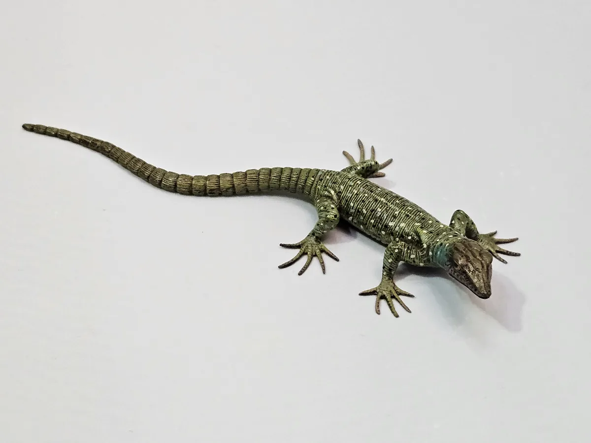 Lizard 16013