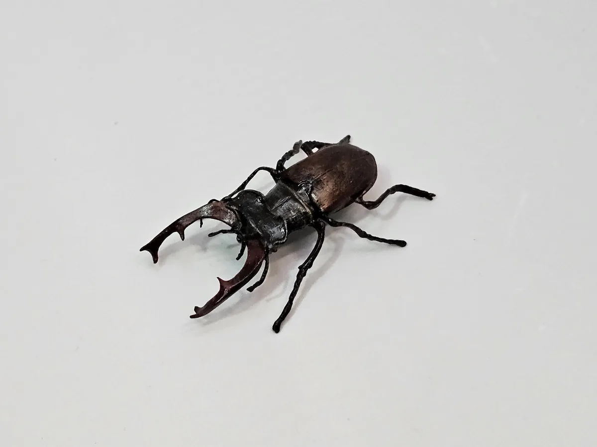 Stag Beetle