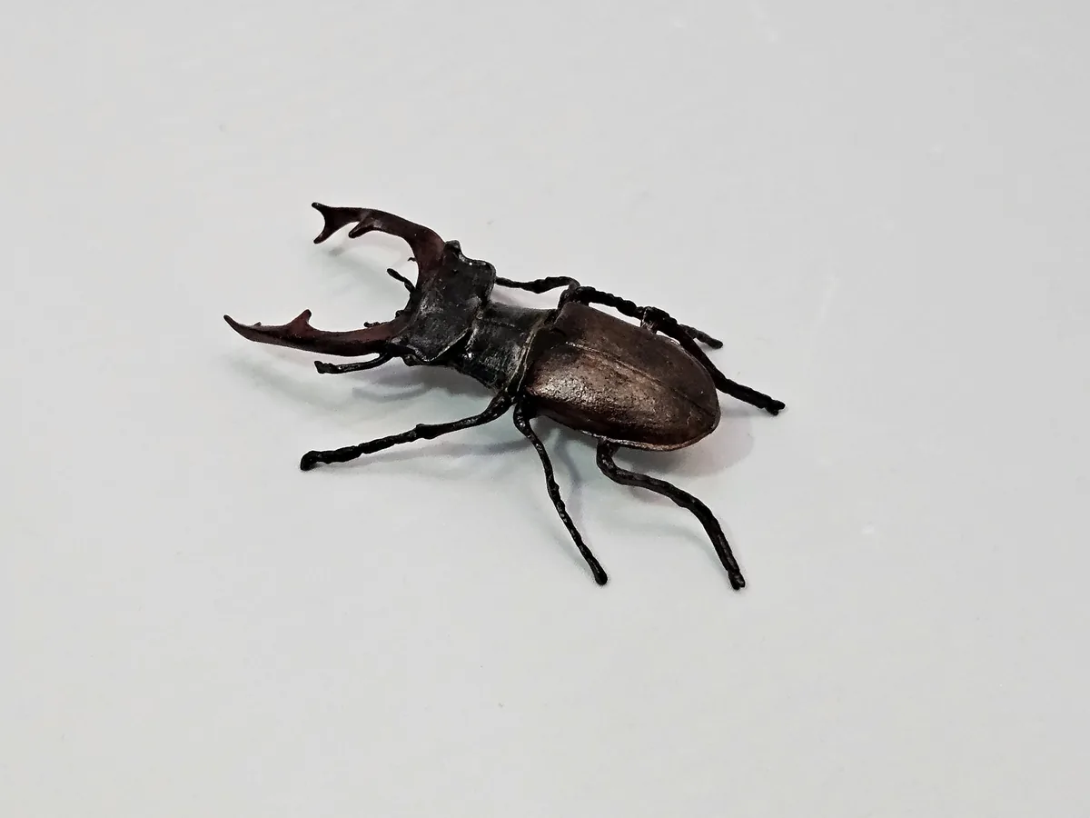 Stag Beetle