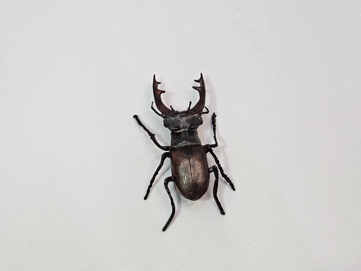 Stag Beetle