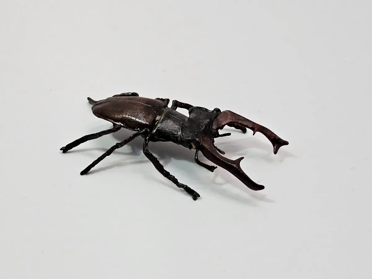 Stag Beetle