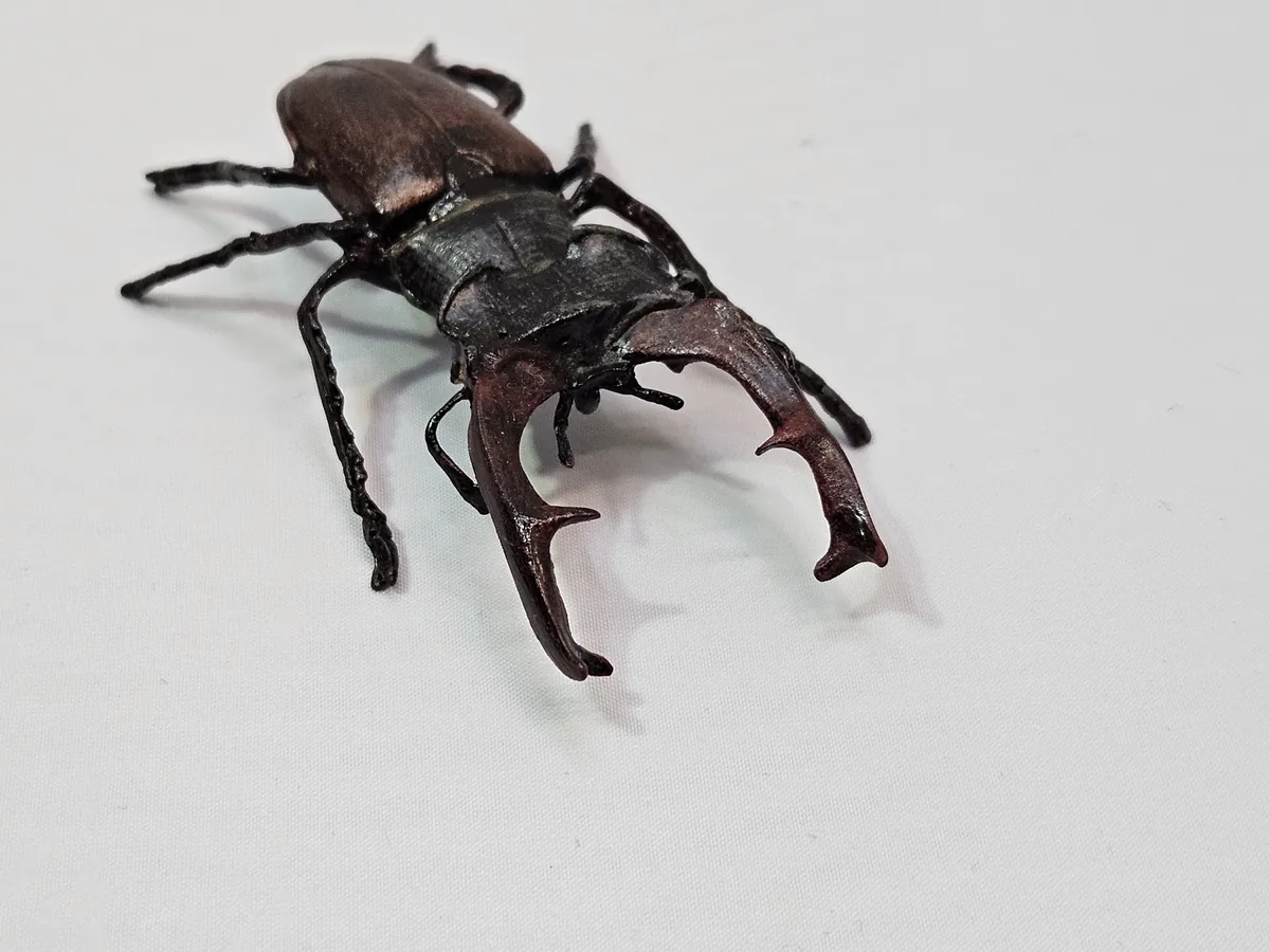 Stag Beetle