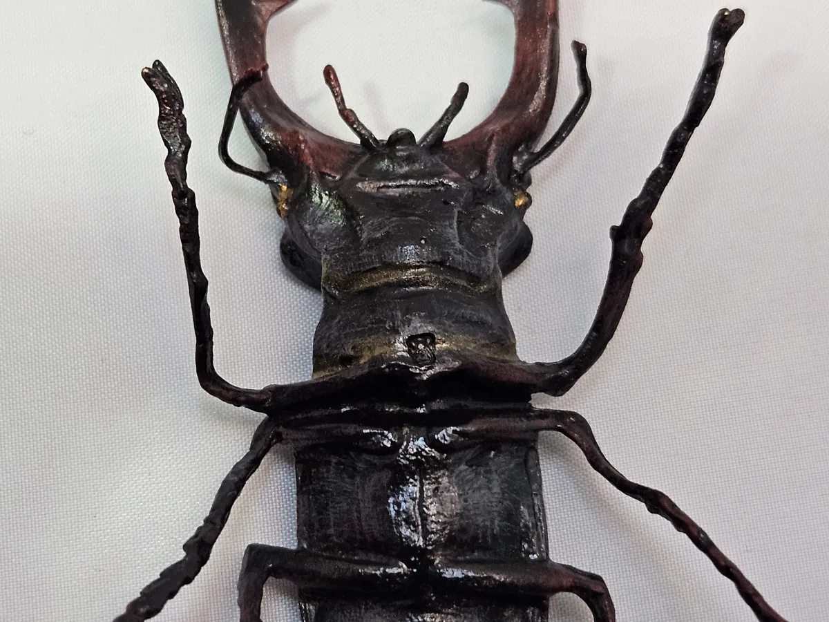 Stag Beetle