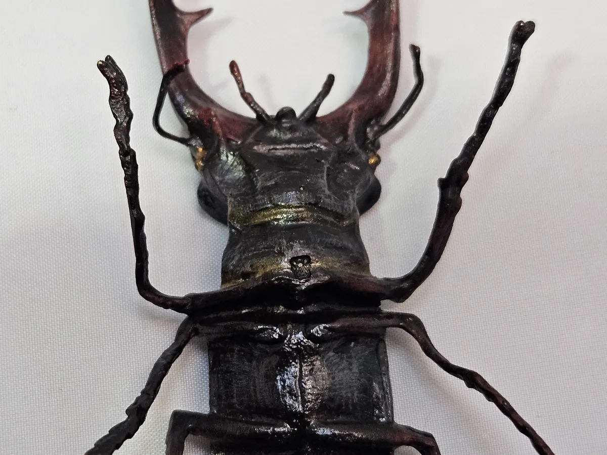 Stag Beetle